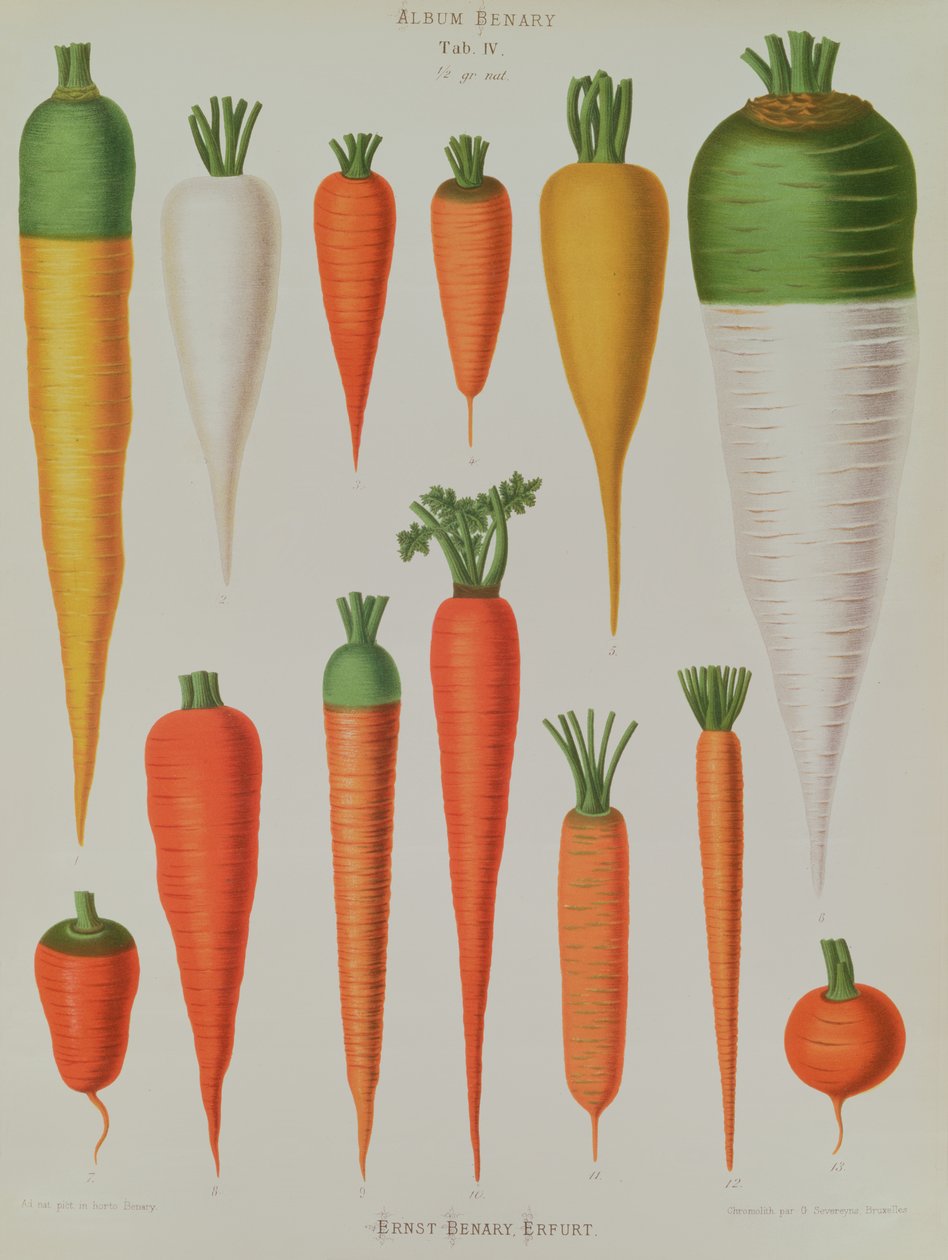 الجزر ، الجدول الرابع من "ألبوم بيناري" ، محفور من قبل G. Severeyns ، 1876 (chromolitho) بواسطة إرنست بيناري