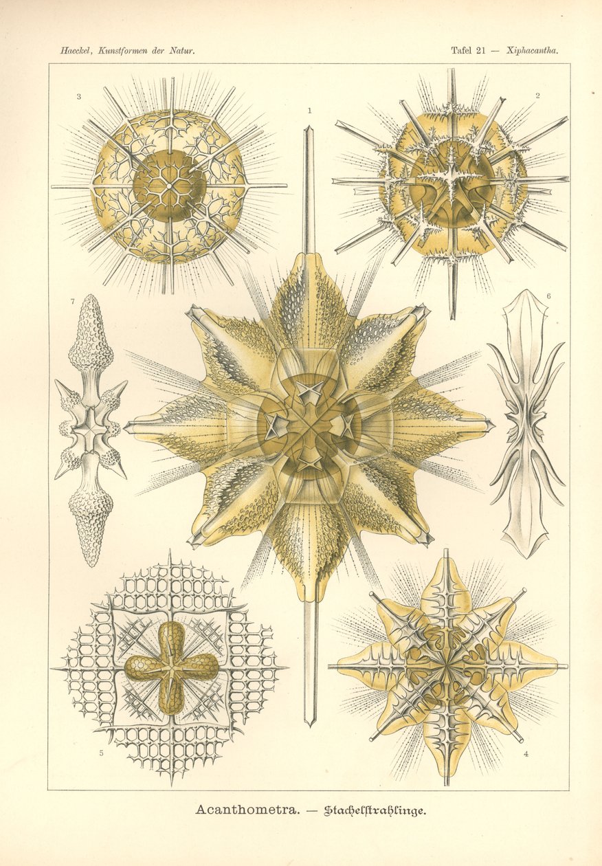 Acanthometra - Stachelstrahlinge ، Pl.21 من "Kunstformen der Natur" ، محفور بواسطة Adolf Giltsch ، نُشر عام 1904 (حجر ملون) بواسطة ارنست (بعد) هيكل