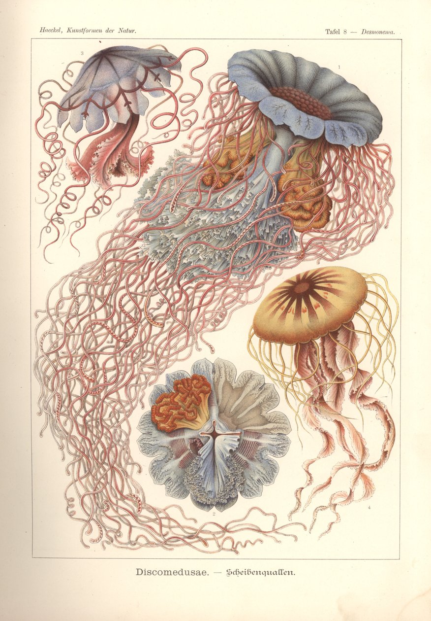Discomedusae - قرص قنديل البحر ، رر 8 من "Kunstformen der Natur" ، محفور بواسطة Adolf Giltsch ، نُشر عام 1904 (حجر ملون) بواسطة ارنست (بعد) هيكل
