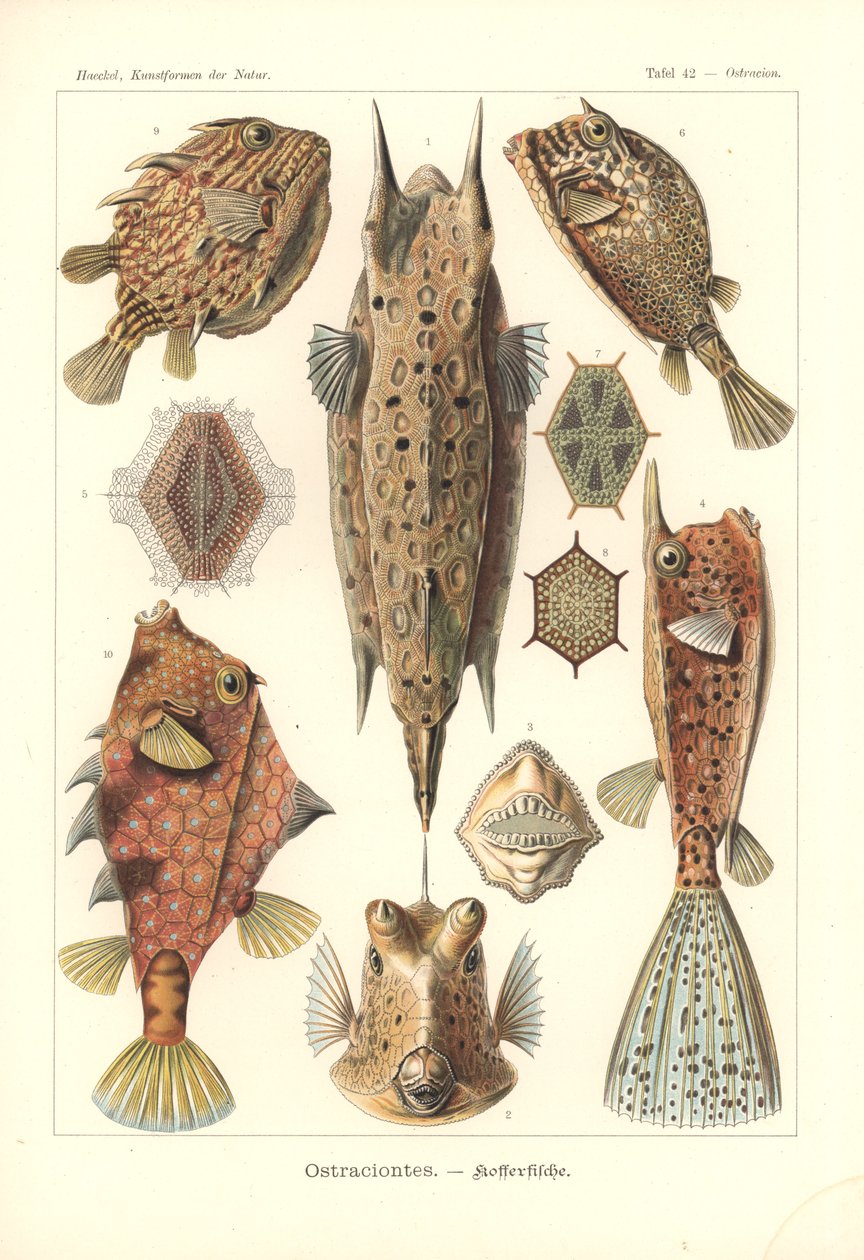 Ostracion - teleosts ، Pl.42 من "Kunstformen der Natur" ، محفور بواسطة Adolf Giltsch ، نُشر عام 1904 (حجر ملون) بواسطة ارنست (بعد) هيكل