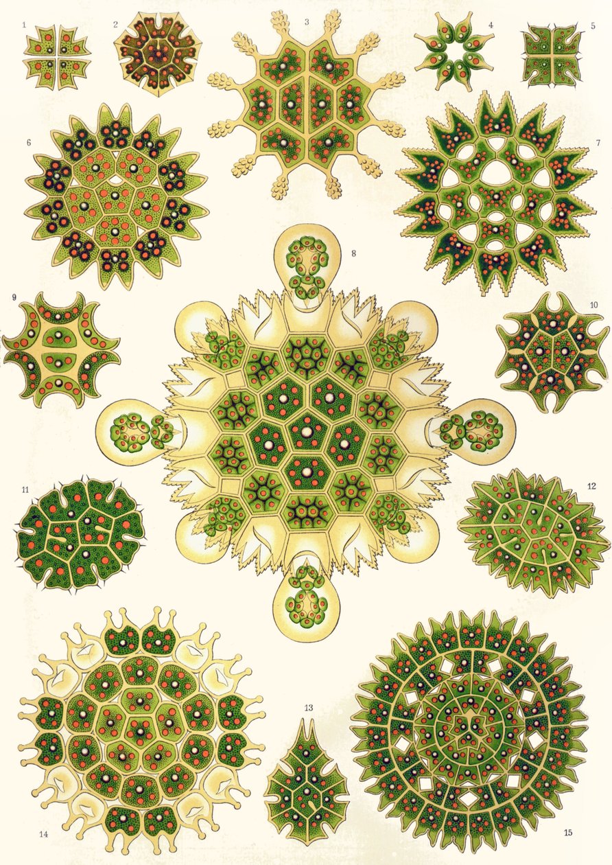 مجموعة متنوعة من Pediastrum من "أشكال فنية من الطبيعة" بواسطة ارنست (بعد) هيكل
