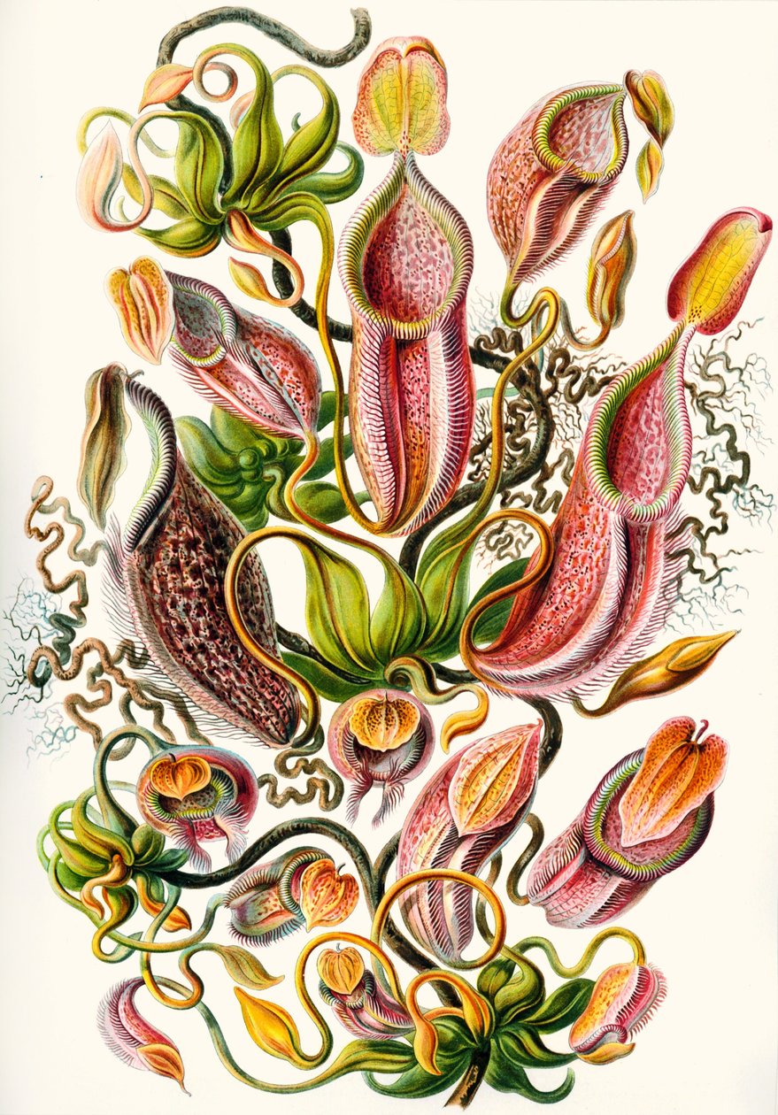 مجموعة من Nepenthaceae من "Kunstformen der Natur" بواسطة ارنست (بعد) هيكل