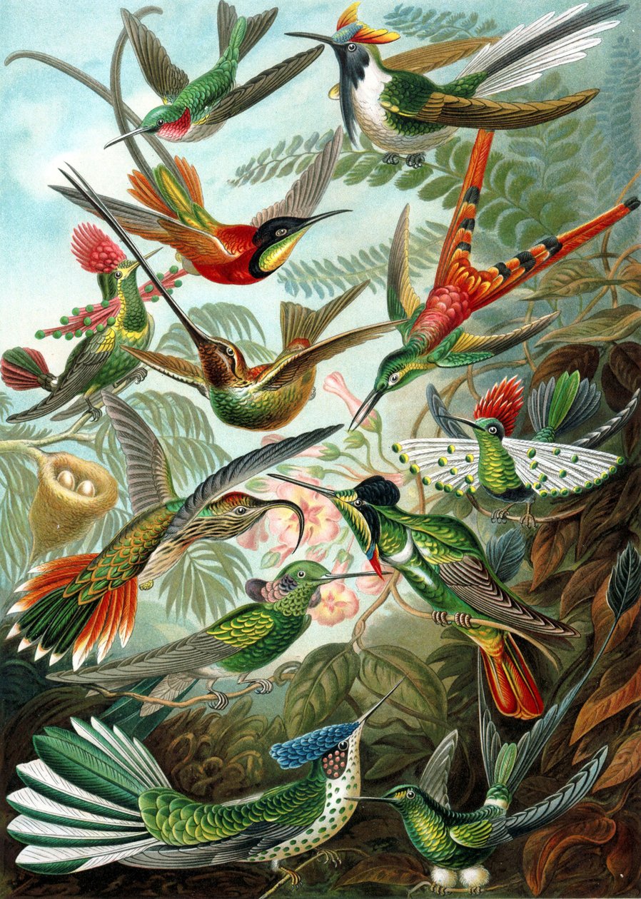 مثال من عائلة Trochilidae ، "أشكال فن الطبيعة" بواسطة إرنست هيجل