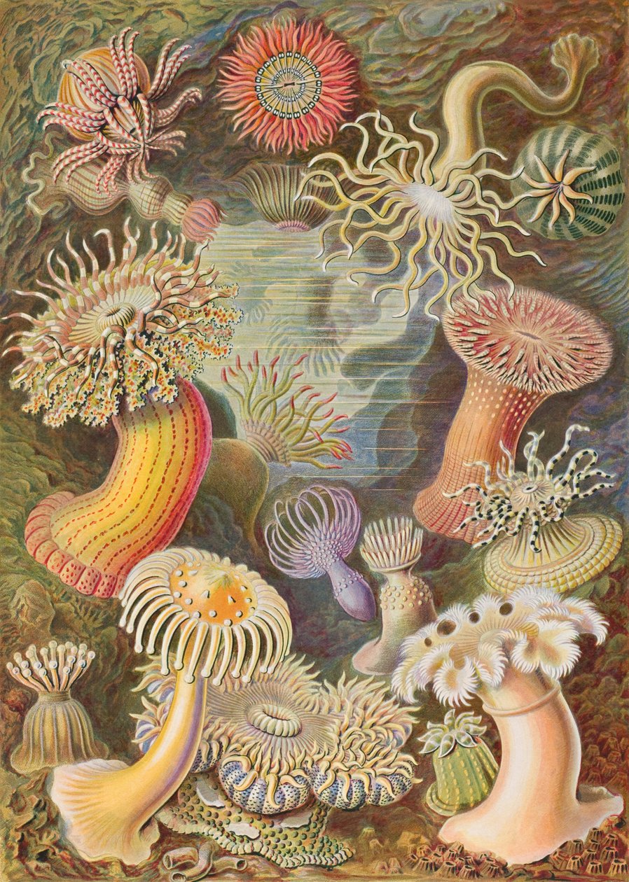  بواسطة إرنست هيجل