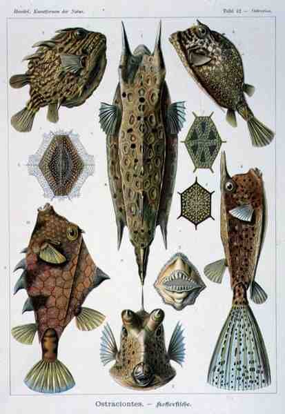 Ostraciontes ، لوحة من Artforms of Nature بواسطة إرنست هيجل