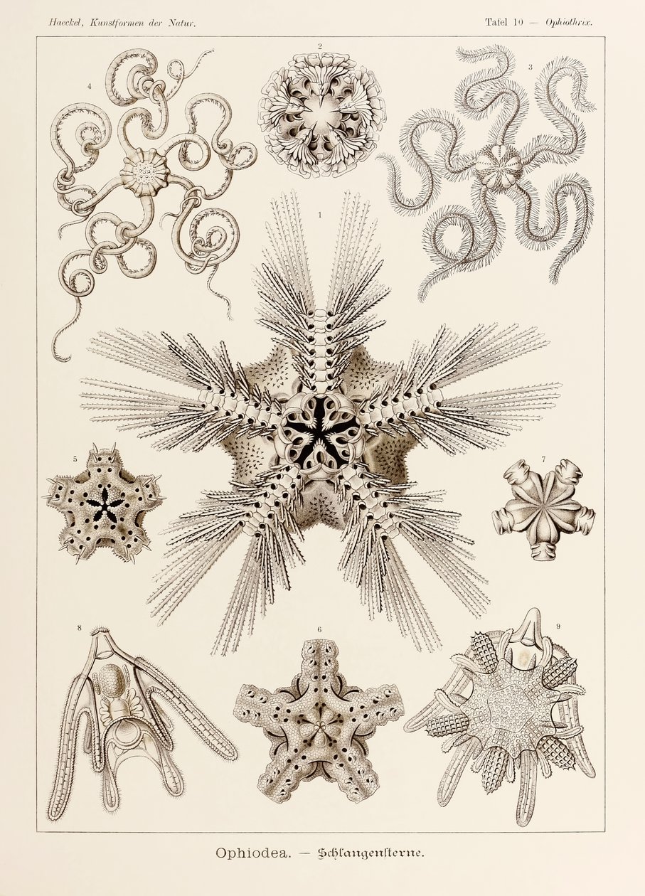 اللوحة 10 Ophiothrix Ophiodea من "Kunstformen der Natur" (أشكال فنية في الطبيعة) رسمها إرنست هيجل (1834-1919) بواسطة إرنست هيجل