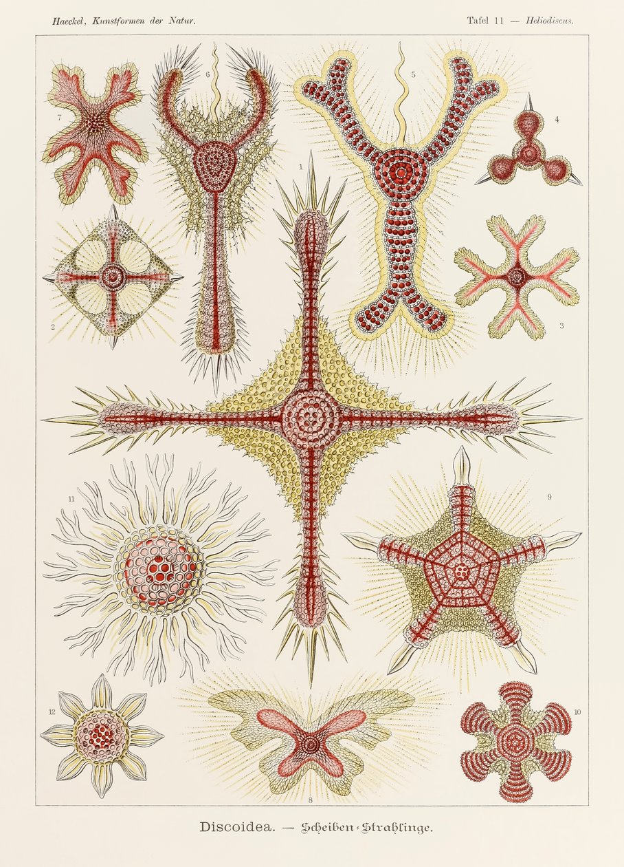 اللوحة 11 Heliodiscus Discoidea من "Kunstformen der Natur" (أشكال فنية في الطبيعة) رسمها إرنست هيجل (1834-1919) بواسطة إرنست هيجل