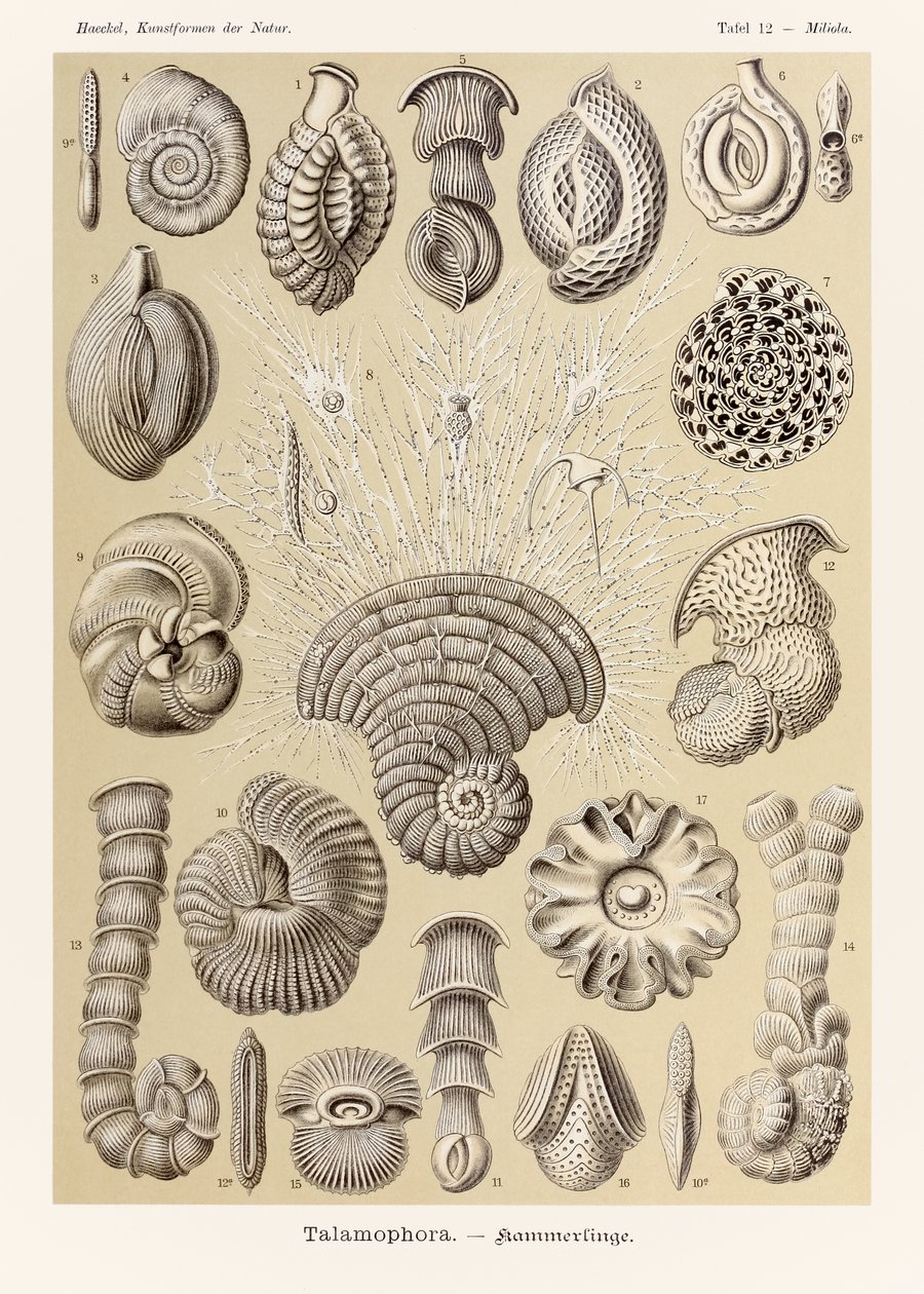 اللوحة 12 ميليولا تالاموفورا من "Kunstformen der Natur" (أشكال فنية في الطبيعة) رسمها إرنست هيجل (1834-1919) بواسطة إرنست هيجل