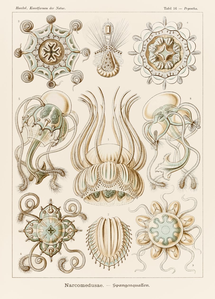 اللوحة 16 Pegantha Narcomedusae من "Kunstformen der Natur" (أشكال فنية في الطبيعة) رسمها إرنست هيجل (1834-1919) بواسطة إرنست هيجل