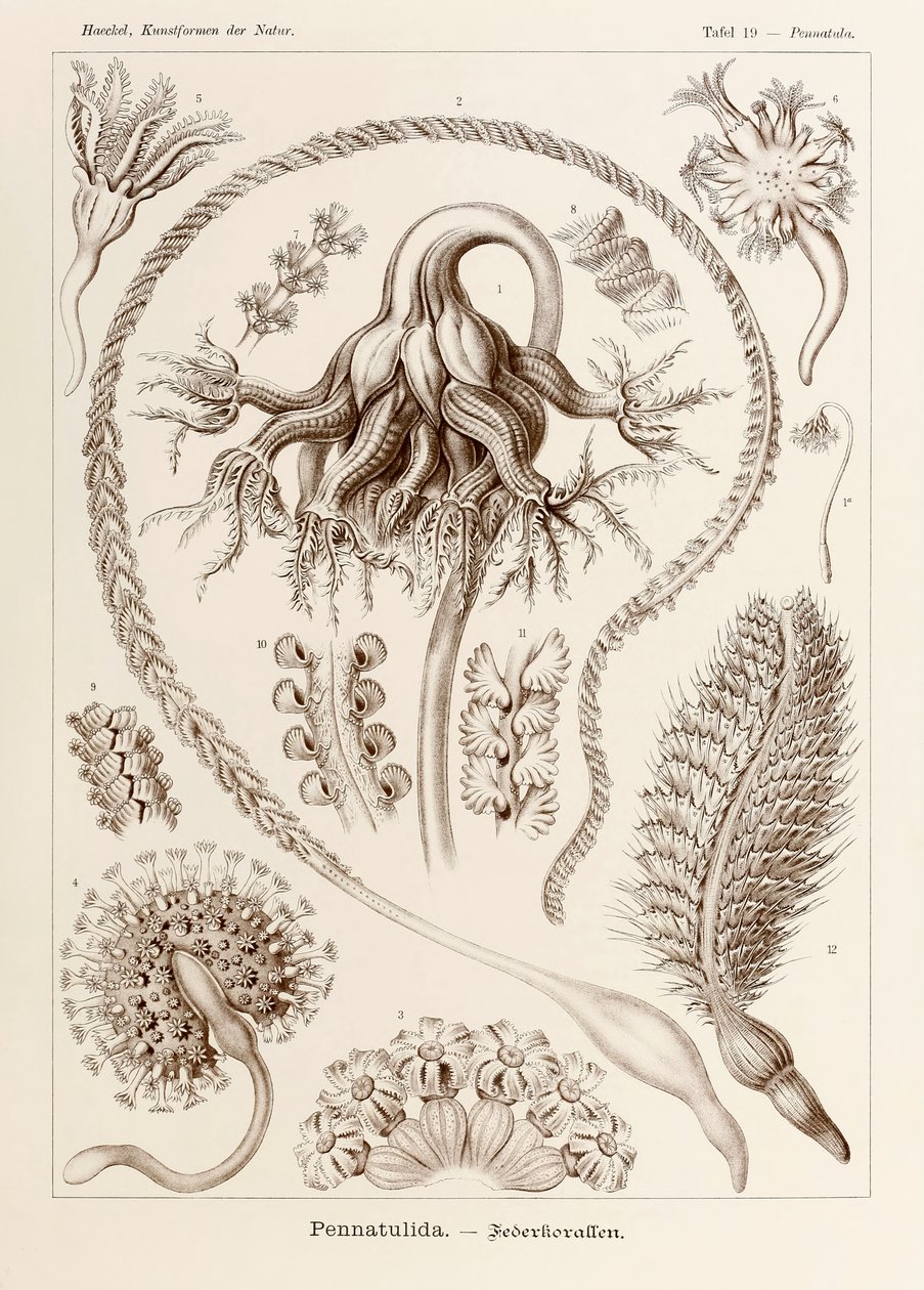 اللوحة 19 بيناتولا بيناتوليدا من "Kunstformen der Natur" (أشكال فنية في الطبيعة) رسمها إرنست هيجل (1834-1919) بواسطة إرنست هيجل