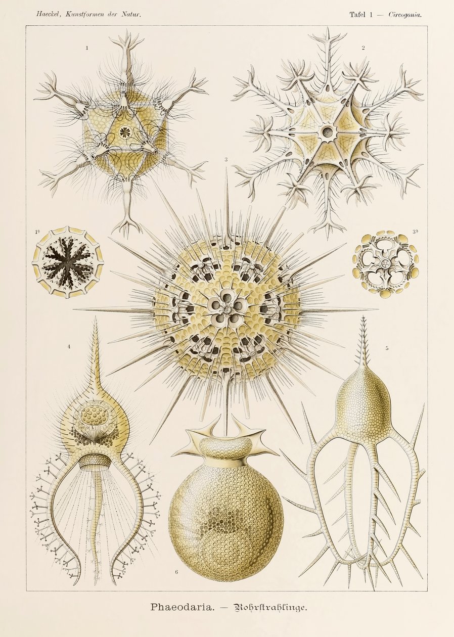 اللوحة 1 Circogonia Phaeodaria من "Kunstformen der Natur" (أشكال فنية في الطبيعة) رسمها إرنست هيجل (1834-1919) بواسطة إرنست هيجل