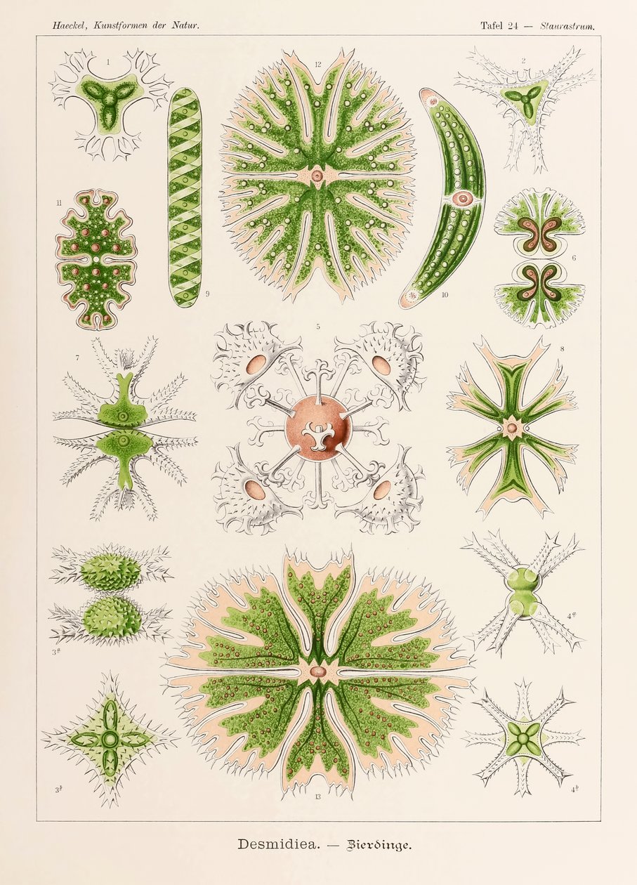 اللوحة 24 Staurastrum Desmidiea من "Kunstformen der Natur" (أشكال فنية في الطبيعة) رسمها إرنست هيجل (1834-1919) بواسطة إرنست هيجل
