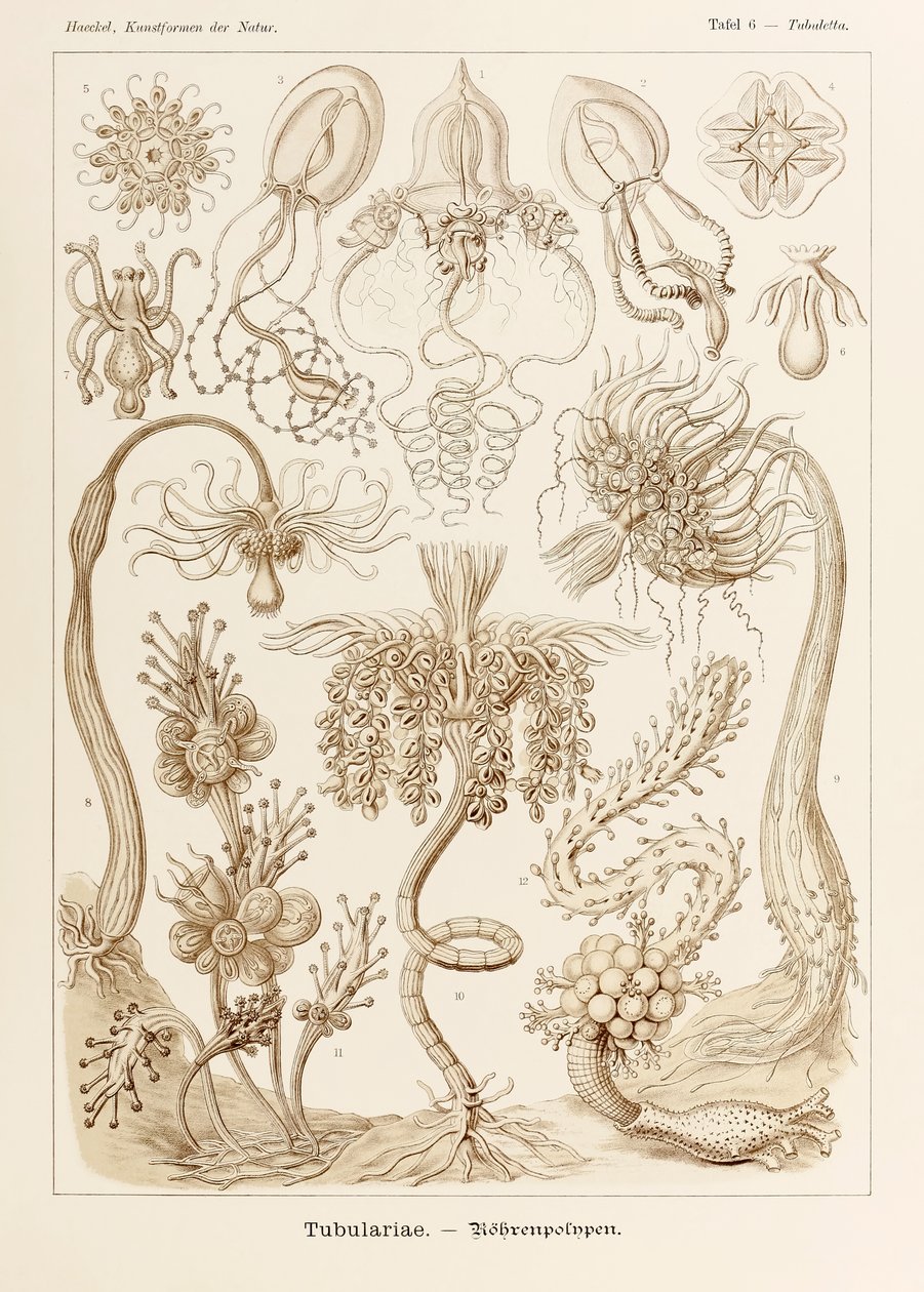 اللوحة 6 Tubuletta Tubulariae من "Kunstformen der Natur" (أشكال فنية في الطبيعة) رسمها إرنست هيجل (1834-1919) بواسطة إرنست هيجل