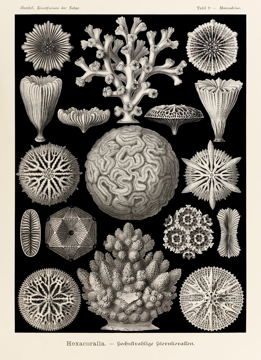 اللوحة 9 Maeandrina Hexacoralla من "Kunstformen der Natur" (أشكال فنية في الطبيعة) رسمها إرنست هيجل (1834-1919) بواسطة إرنست هيجل