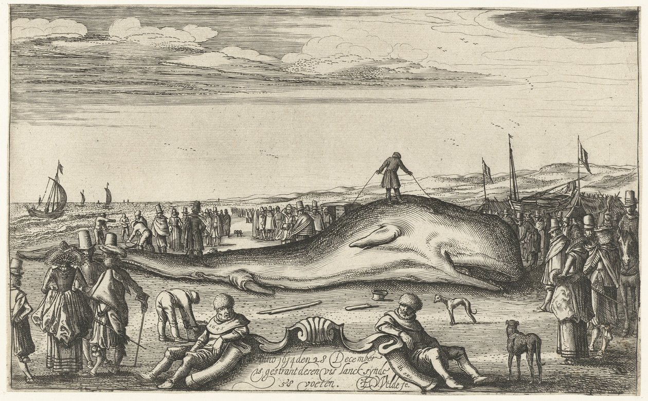 حوت العنبر الذي تقطعت به السبل على الشاطئ في Noordwijk ، 1614 بواسطة Esaias van de Velde