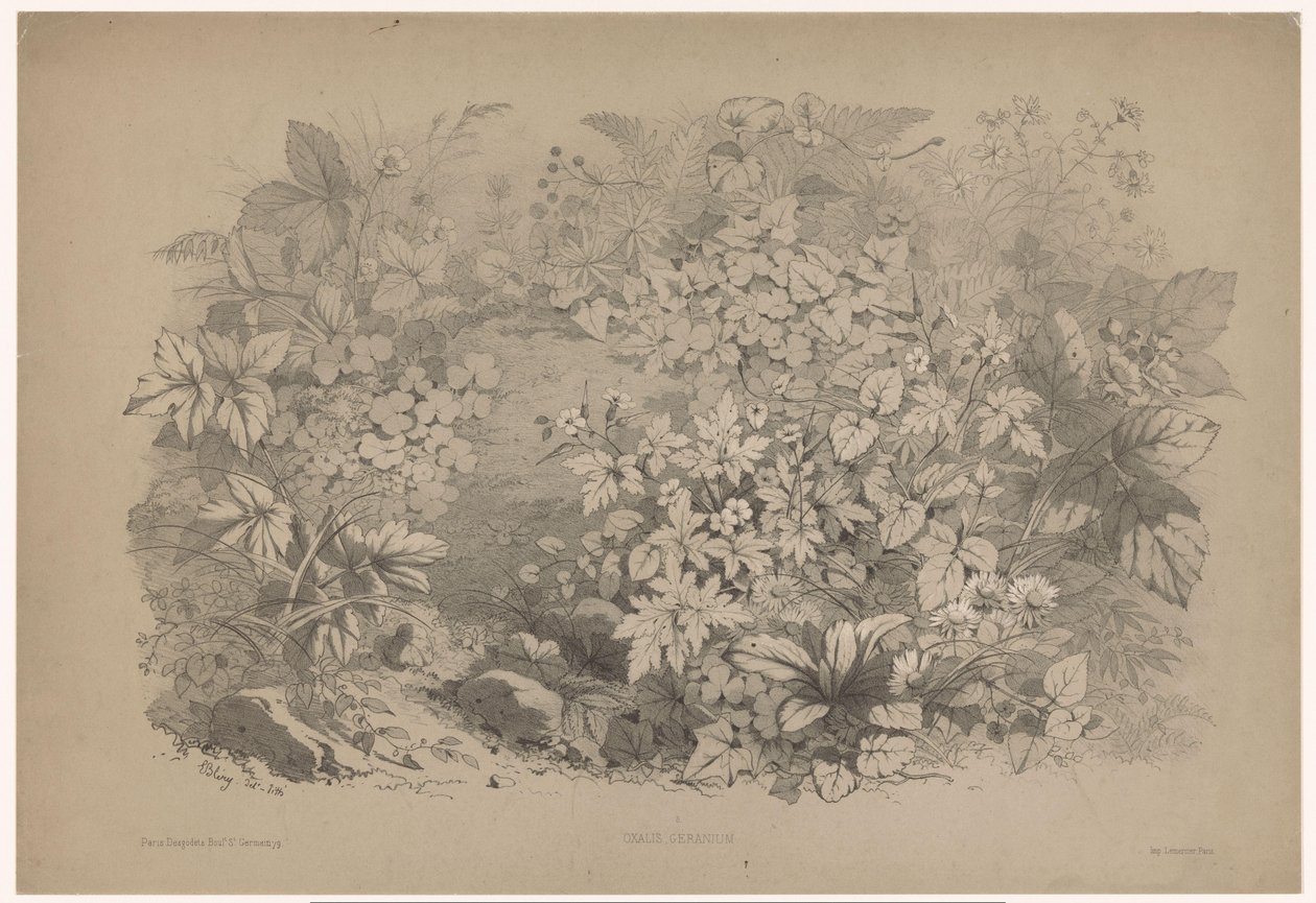 Klaverzuring في إبرة الراعي Oxalis ، إبرة الراعي (العنوان على الكائن) بلانتين إن بلومين (عنوان المسلسل) دليل صناعي مستمد من الطبيعة وطبعه بليري بالحجر (عنوان السلسلة) بواسطة يوجين بليري