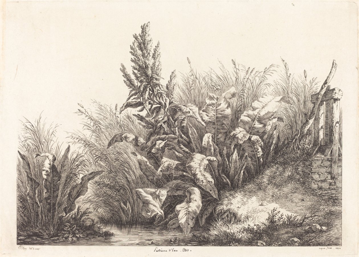 Patience d'eau ، دراسة Patience-Dock ، 1840. بواسطة يوجين بليري
