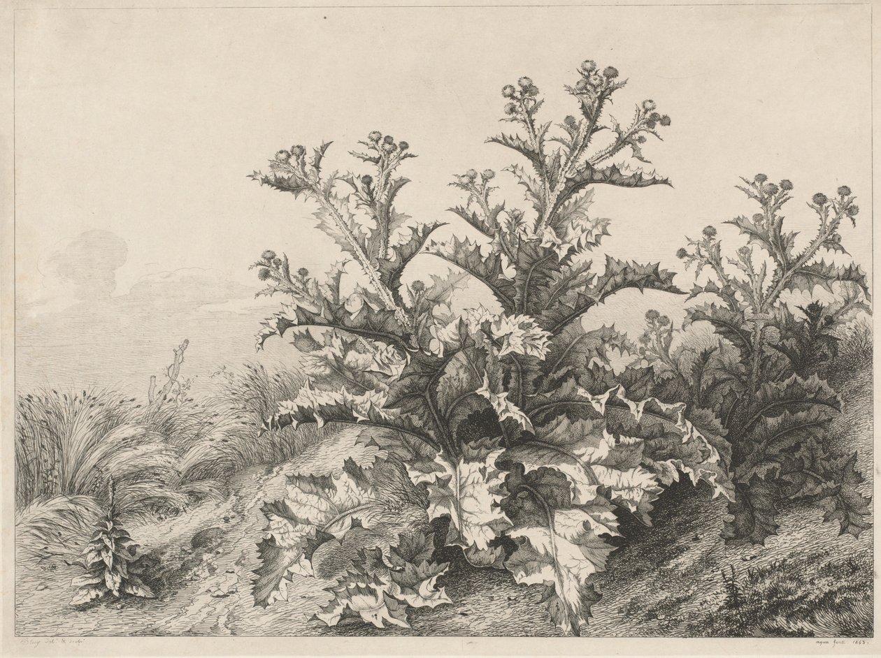 The Great Thistle Le Grand Chardon ، 1843. بواسطة يوجين بليري