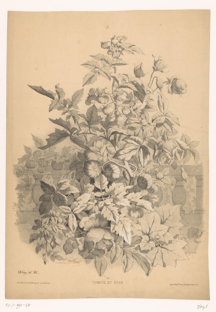 طماطم في روزن الطماطم والورد (العنوان على الكائن) بلانتين إن بلومين (عنوان المسلسل) دليل صناعي مستمد من الطبيعة وطبعه بليري بالحجر (عنوان السلسلة) بواسطة يوجين بليري