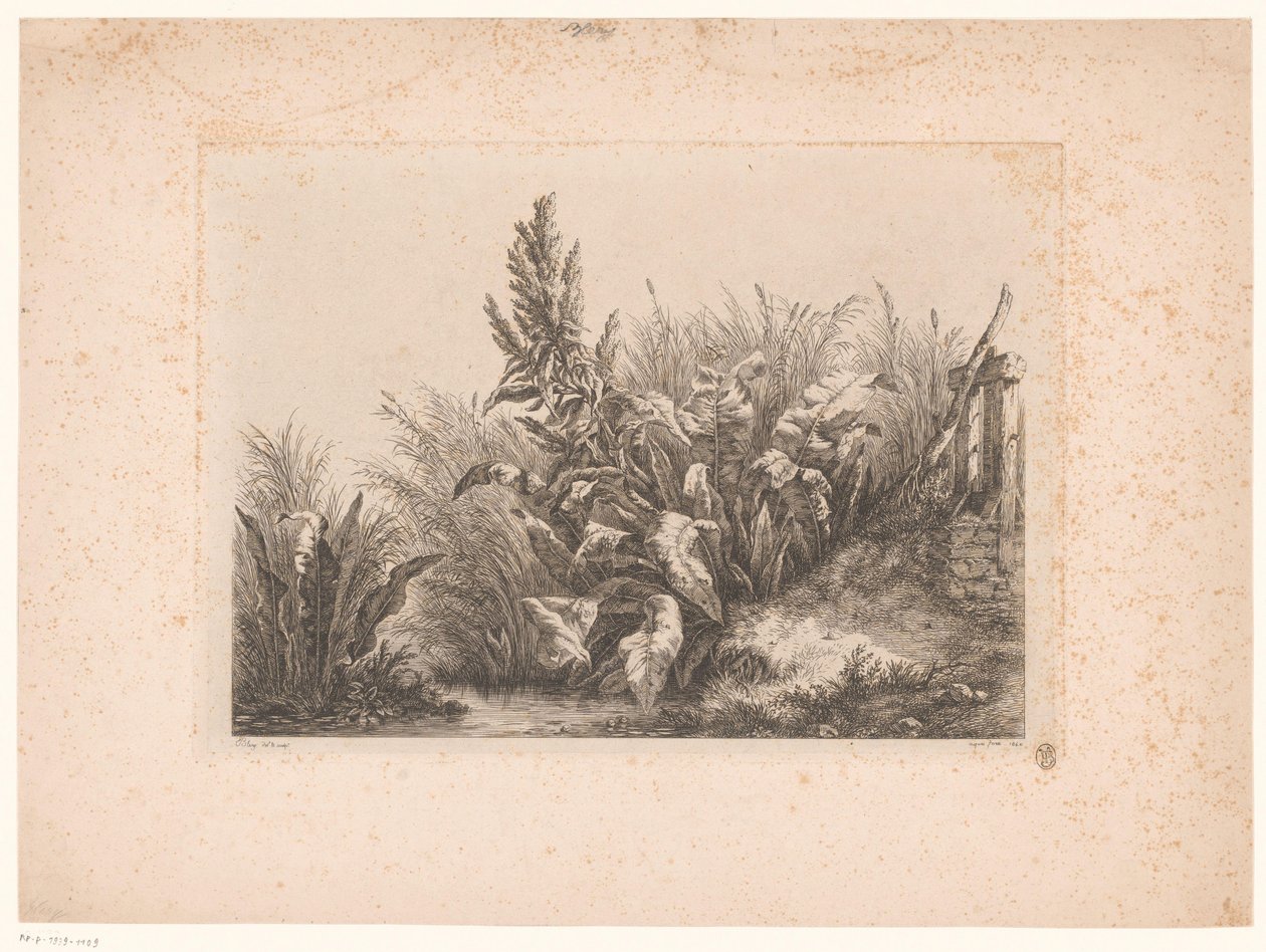 Waterzuring en riet aan de oever صبر الماء عند الصمام الصغير دراسات مرسومة ومحفورة من الطبيعة (...) (عنوان السلسلة) بواسطة يوجين بليري