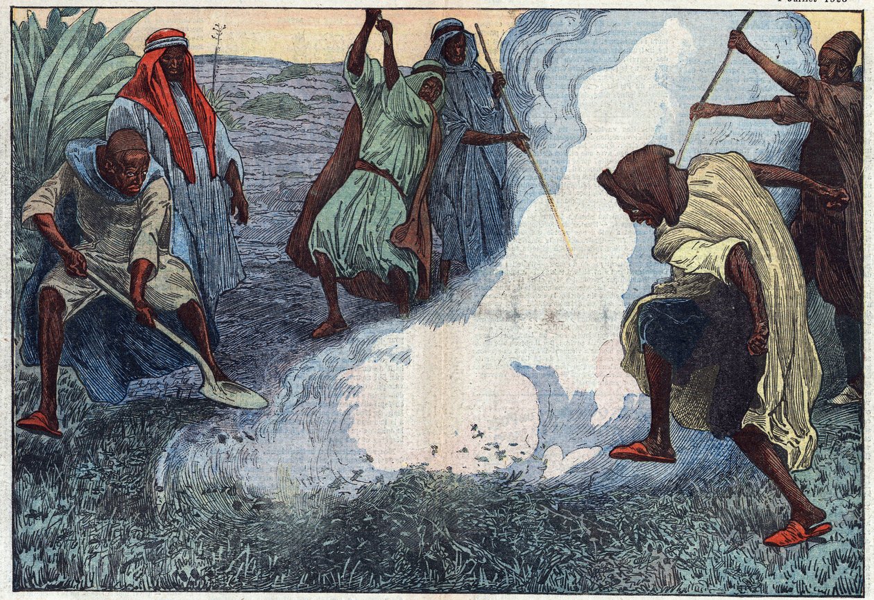 إبادة الجنادب في الجزائر: العرب يحرقونها وسط صيحات وابتلاع. رسم توضيحي لـ Damblans. في "" Le Pelerin "بتاريخ 4 يوليو بواسطة يوجين دامبلانز