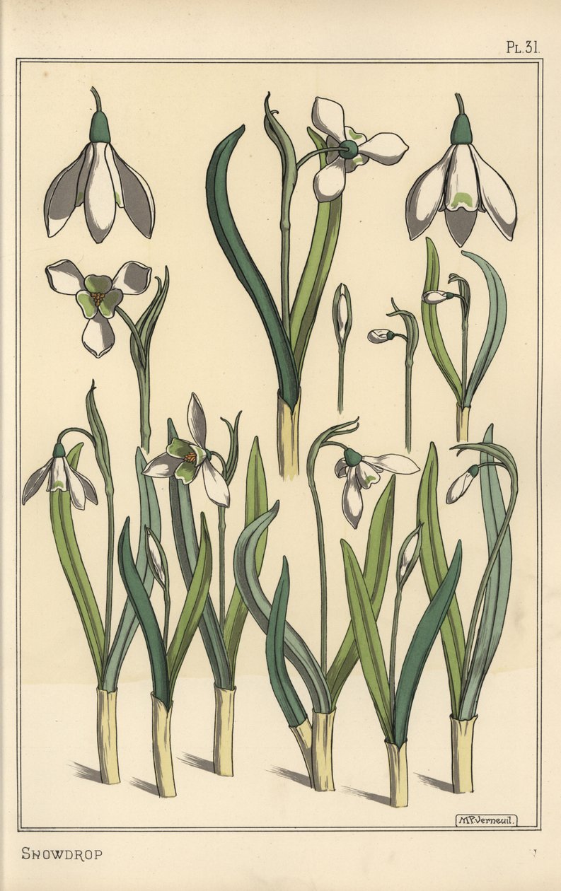 توضيح نباتي لقطرة الثلج ، Galanthus nivalis بواسطة يوجين جراست