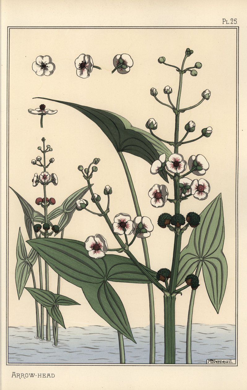 توضيح نباتي لرأس السهم ، Sagittaria sagittifolia بواسطة يوجين جراست
