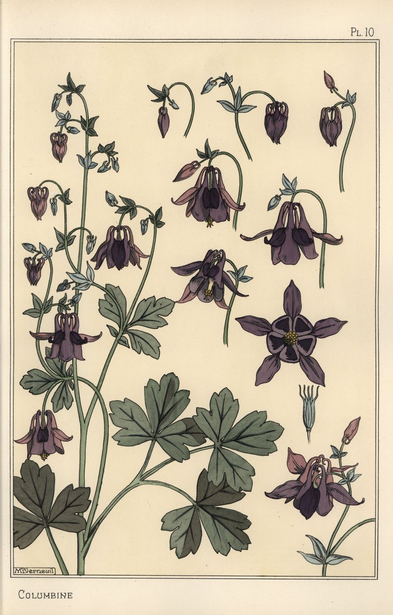 كولومبين ، Aquilegia vulgaris ، أجزاء الزهرة بواسطة يوجين جراست