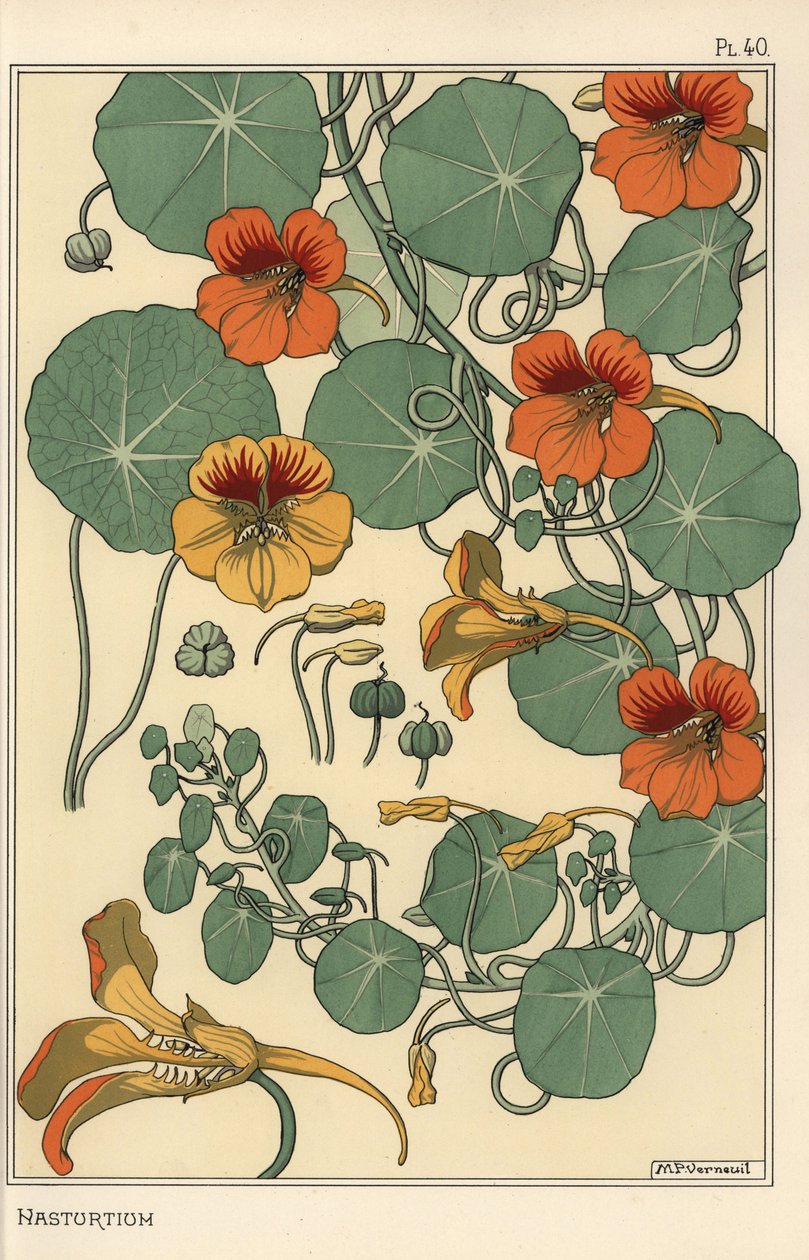 دراسة نباتية Nasturtium بواسطة يوجين جراست