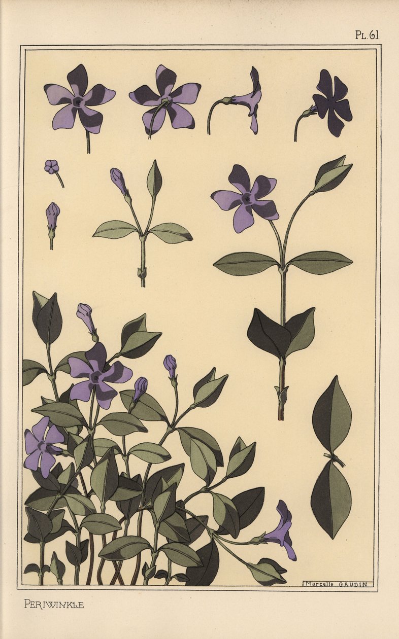 دراسة نبات نكة Periwinkle بواسطة يوجين جراست