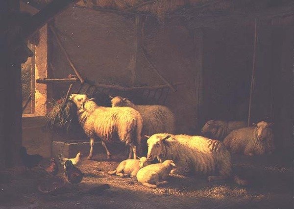 الأغنام والدواجن في حظيرة بواسطة يوجين جوزيف فيربويكوفن