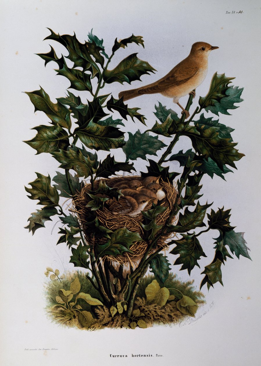 Garden Warbler (Sylvia hortensis) ، نقش لأوسكار دريسلر ، من التاريخ الطبيعي للطيور التي تعشش في لومباردي ، بواسطة أوجينيو بيتوني (1845-1898) ، إيطاليا بواسطة أوجينيو بيتوني ، أوسكار دريسلر