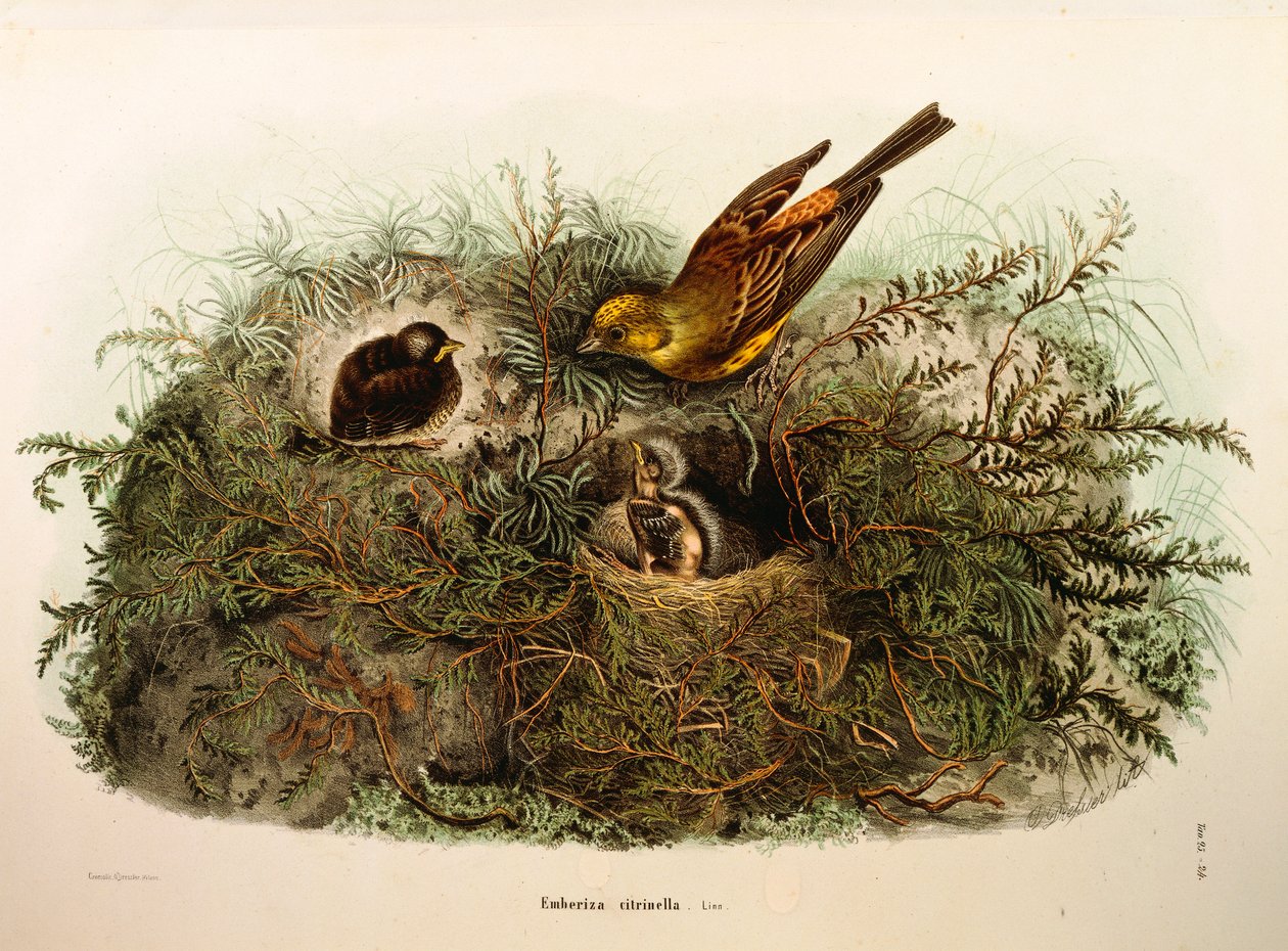 رسم توضيحي من "التاريخ الطبيعي للطيور التي تعشش في لومباردي" لأوجينيو بيتوني "يمثل Yellowhammer Emberiza citrinella ، بقلم أوسكار دريسلر بواسطة أوجينيو بيتوني ، أوسكار دريسلر