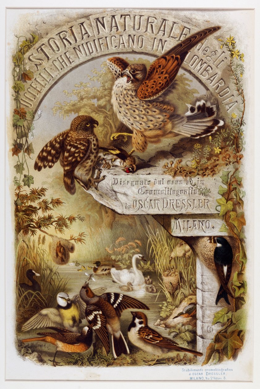 صورة أولية من التاريخ الطبيعي للطيور التي تعشش في لومباردي (Chromolithography بواسطة أوجينيو ودريسلر أوسكار بيتوني