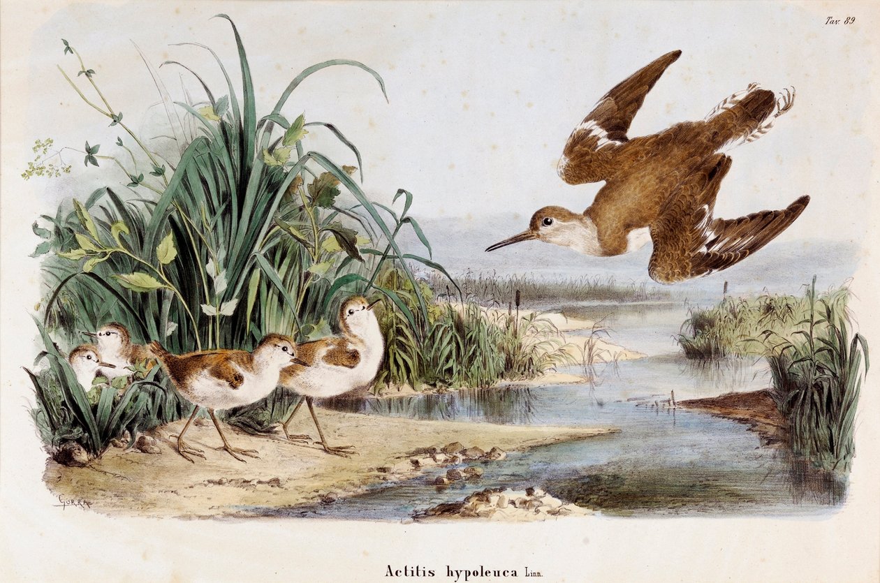 تمثيل Becassine Chevalier guignette (Actitis hypoleuca) (Chromolithography بواسطة أوجينيو ودريسلر أوسكار بيتوني