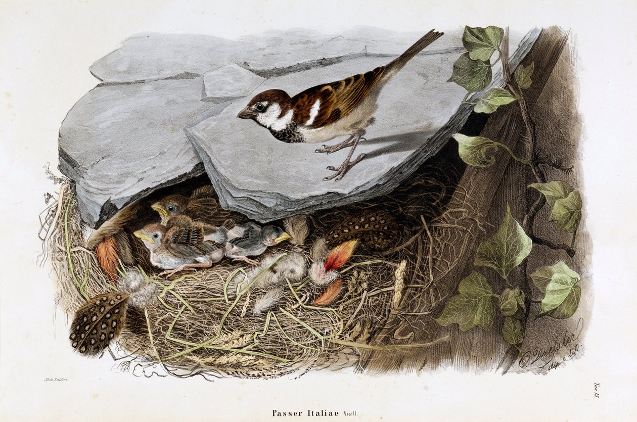 تمثيل لعصفور كيسالبيني (Passer localus italiae أو عصفور إيطالي) (Chromolithography بواسطة أوجينيو ودريسلر أوسكار بيتوني