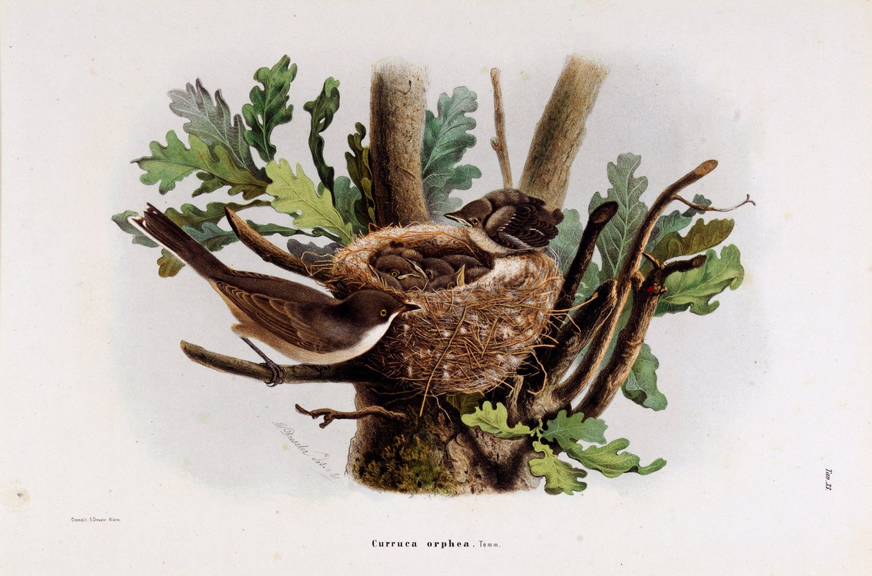 تمثيل Falvette Curruca Orphea (Chromolithography بواسطة أوجينيو ودريسلر أوسكار بيتوني
