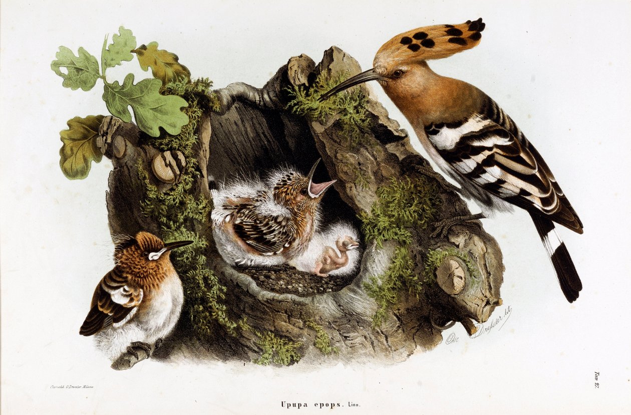 تمثيل Huppe fasciee (Upupa epops) (Hoopoe) (Chromolithography بواسطة أوجينيو ودريسلر أوسكار بيتوني