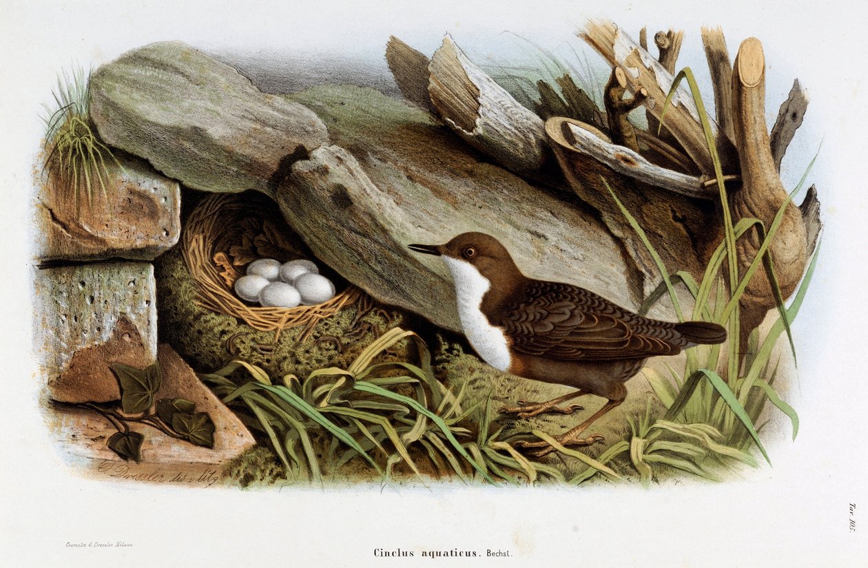 تمثيل طائر الغطس Cinclus aquaticus (Chromolithography بواسطة أوجينيو ودريسلر أوسكار بيتوني