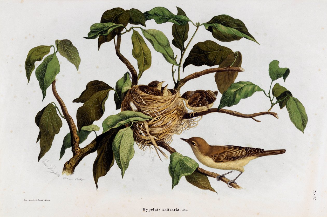 تمثيل طائر Hipolais salicaria Warbler (Chromolithography بواسطة أوجينيو ودريسلر أوسكار بيتوني