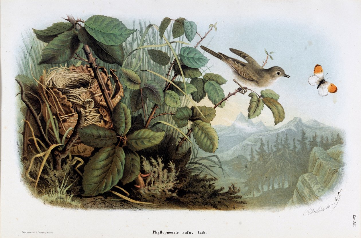 تمثيل فيلوس الدجاج (Phyllopneuste rufa) (Chiffchaff) (Chromolithography بواسطة أوجينيو ودريسلر أوسكار بيتوني