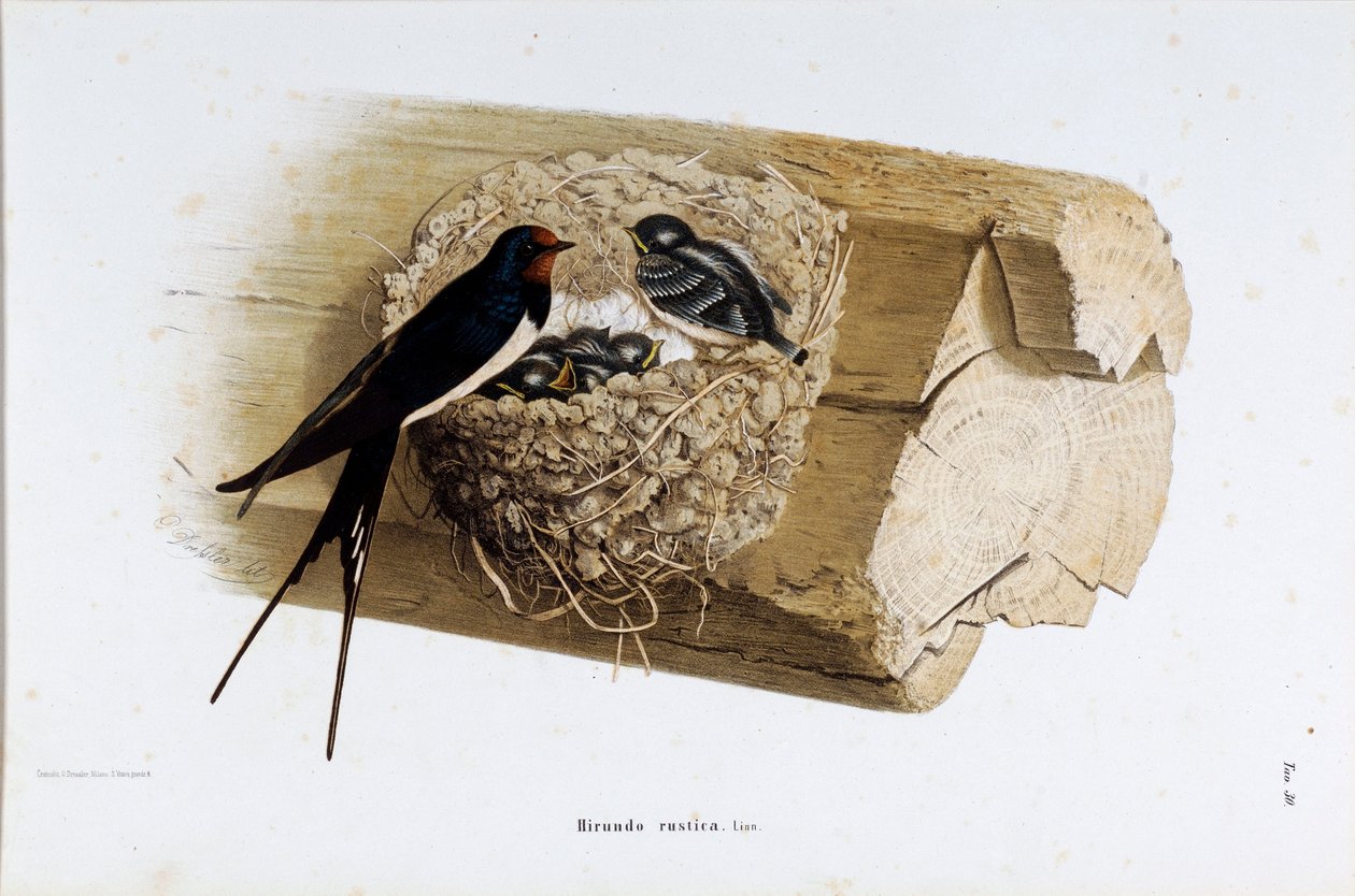تمثيل عش السنونو (Hirundo rustica or swallow) (Chromolithography بواسطة أوجينيو ودريسلر أوسكار بيتوني