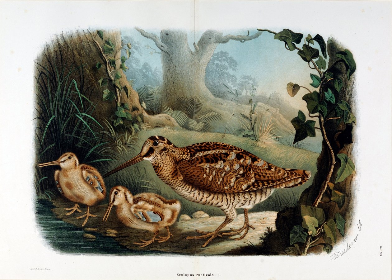 تمثيل منقار الخشب (Scolopax rusticola أو Woodck) (Chromolithography بواسطة أوجينيو ودريسلر أوسكار بيتوني