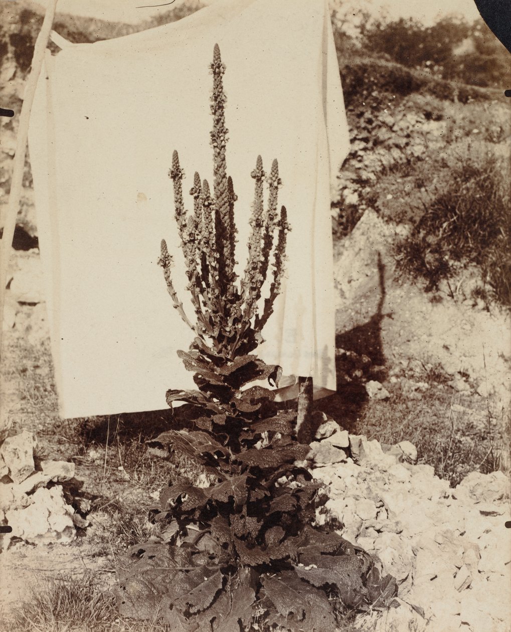 Mullein في بلوم ، ج. 1897-1899. بواسطة يوجين أتيج