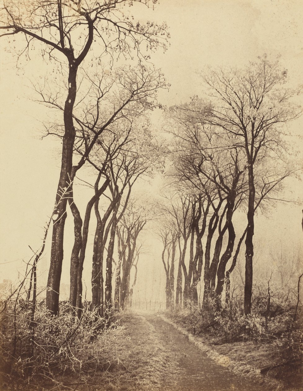 الطريق والأشجار مع Hoarfrost ، 1860. بواسطة يوجين كوفيلير