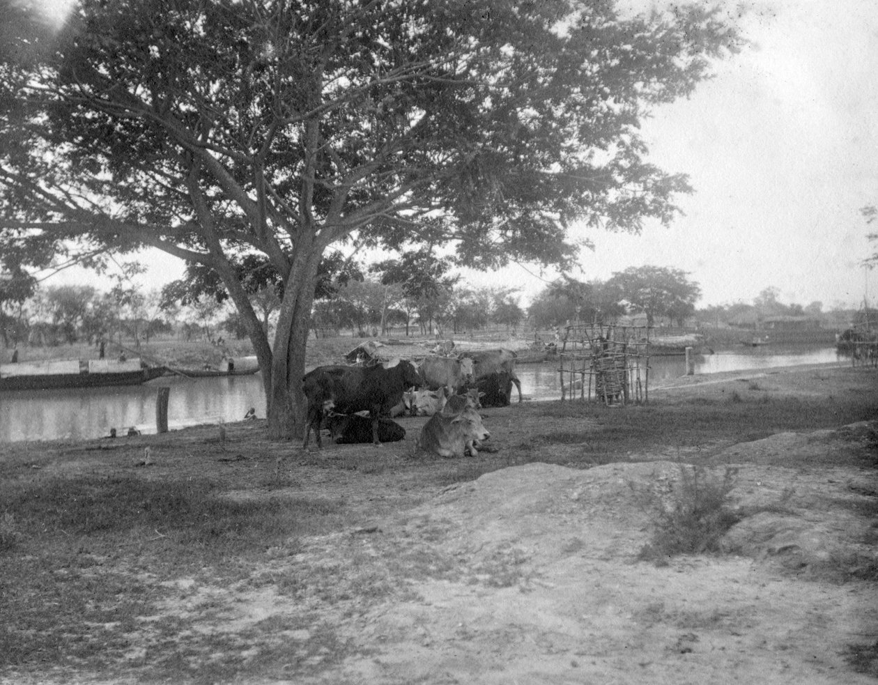 ماشية ، أليبور ، الهند ، 1905-1906 بواسطة فلوريدا بيترز