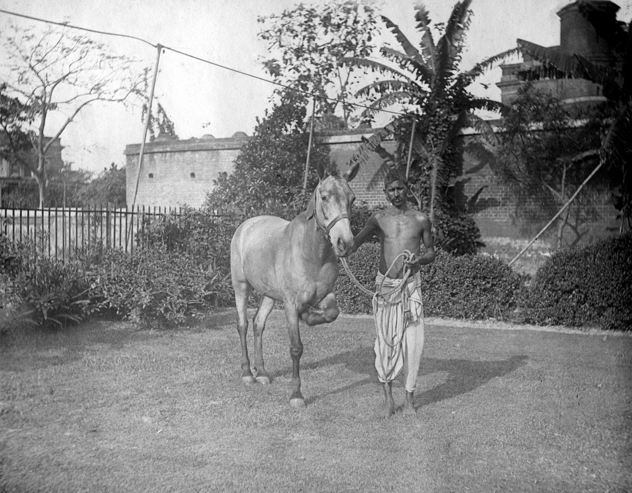 رجل مع حصان ، أليبور ، الهند ، 1905-1906 بواسطة فلوريدا بيترز
