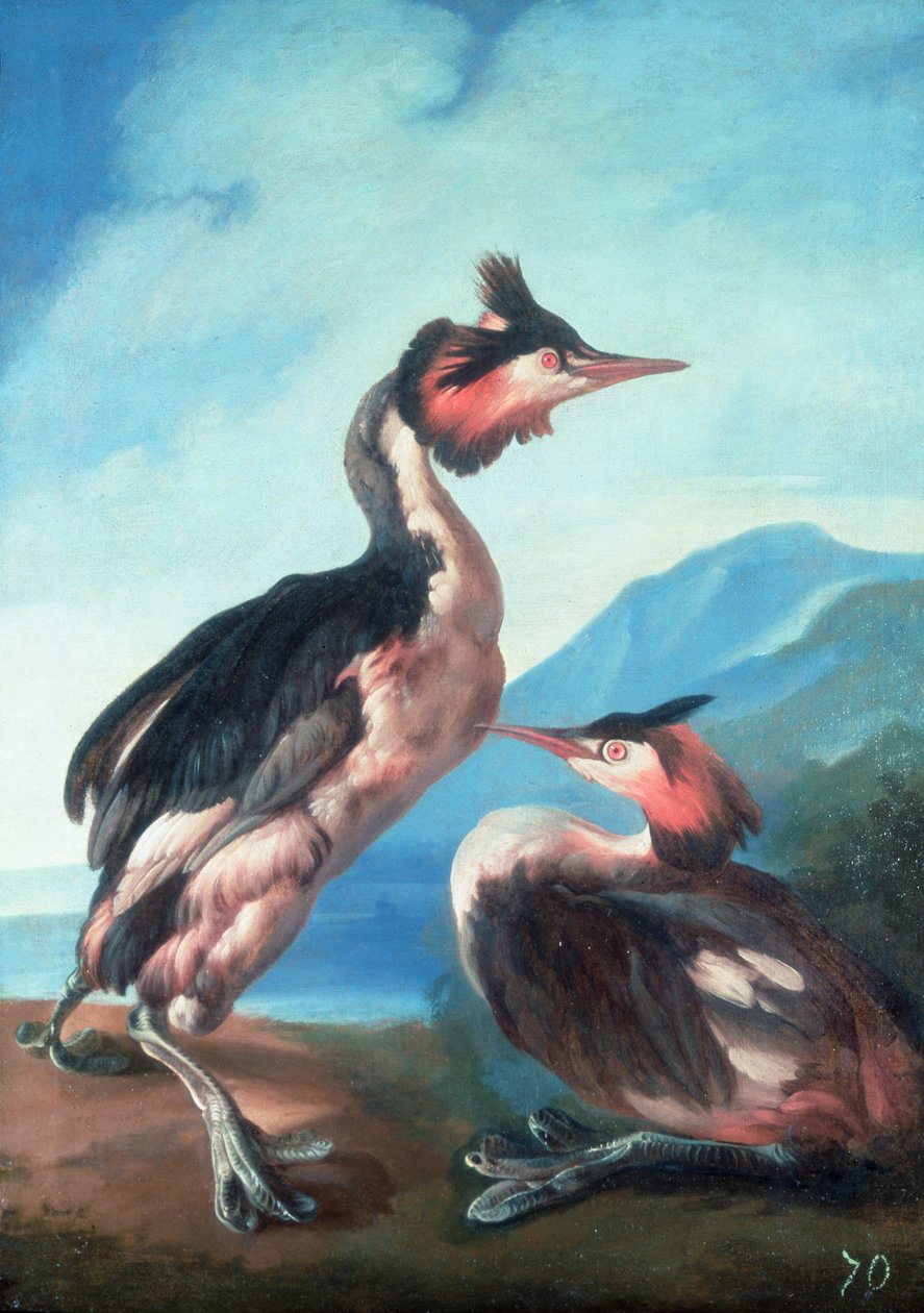 زوج عظيم متوج Grebes من ضفة النهر بواسطة فاوستينو دورانتي