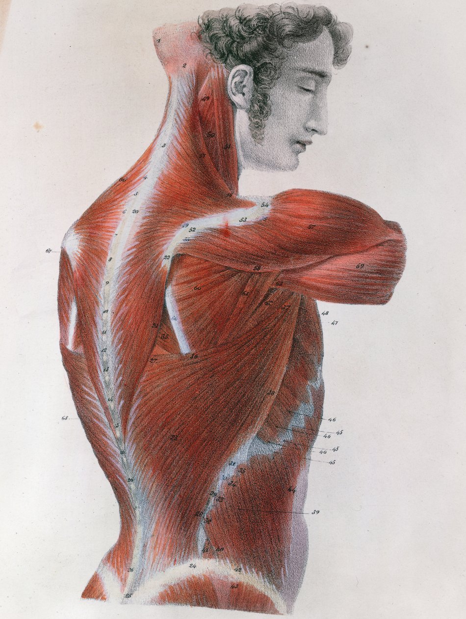 الجذع الفاسد ، من "Manuel d&39;Anatomie Descriptive du Corps Humain" لجول جيرمان كلوكيه (1790-1883) باريس ، 1825 بواسطة فيليه