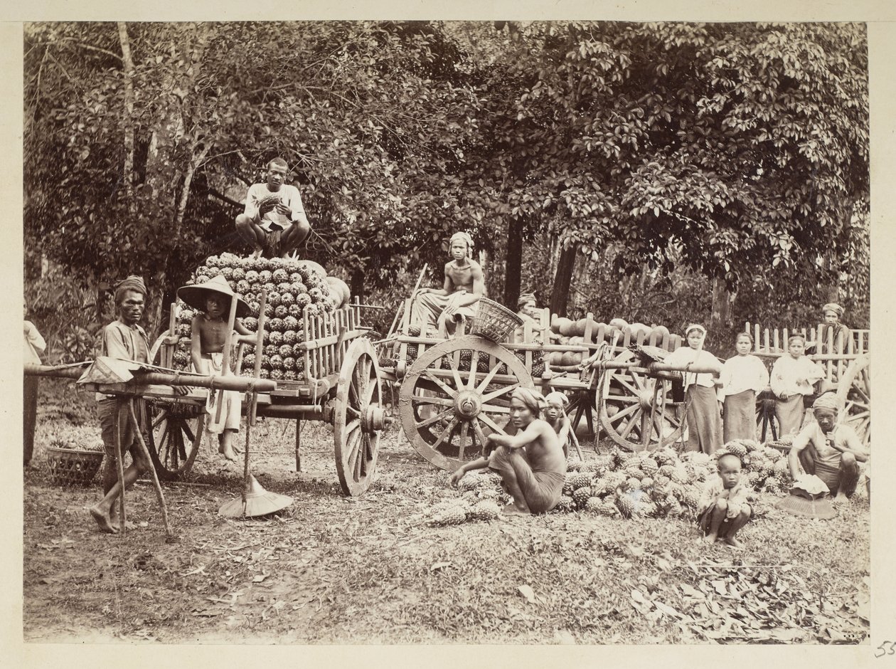 تحميل الأناناس المحصود على عربات ، بورما ، مجموعة إلجين: "جولة الخريف 1898" (صورة بالأبيض والأسود) بواسطة فيليس بيتو